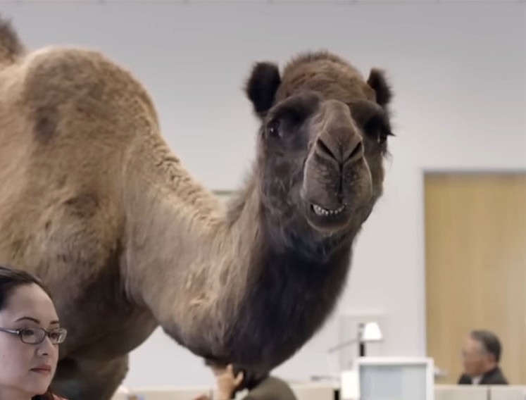 Gros plan du chameau Geico souriant pour une réaction de hump day du mercredi