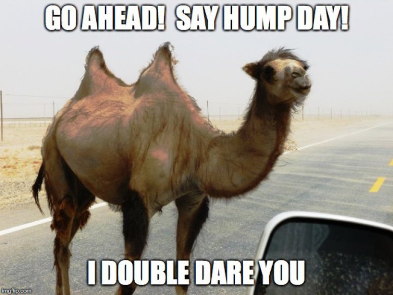 Chameau Geico légendé qui vous défie de dire hump day