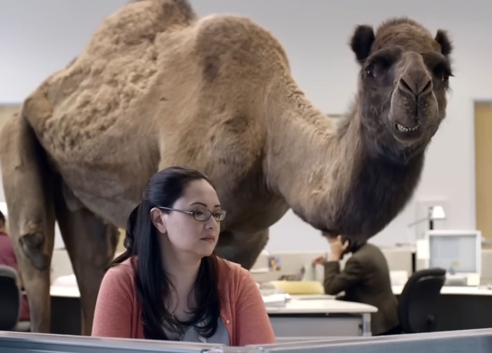 Chameau Geico se baladant devant les cubicules du bureau le jour du hump day