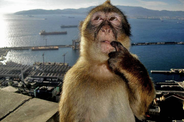 A foto original do macaco de Gibraltar que virou o meme do macaco pensando